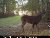 Moultrie A-5 5MP Low Glow Infrared Game Camera by Moultrie